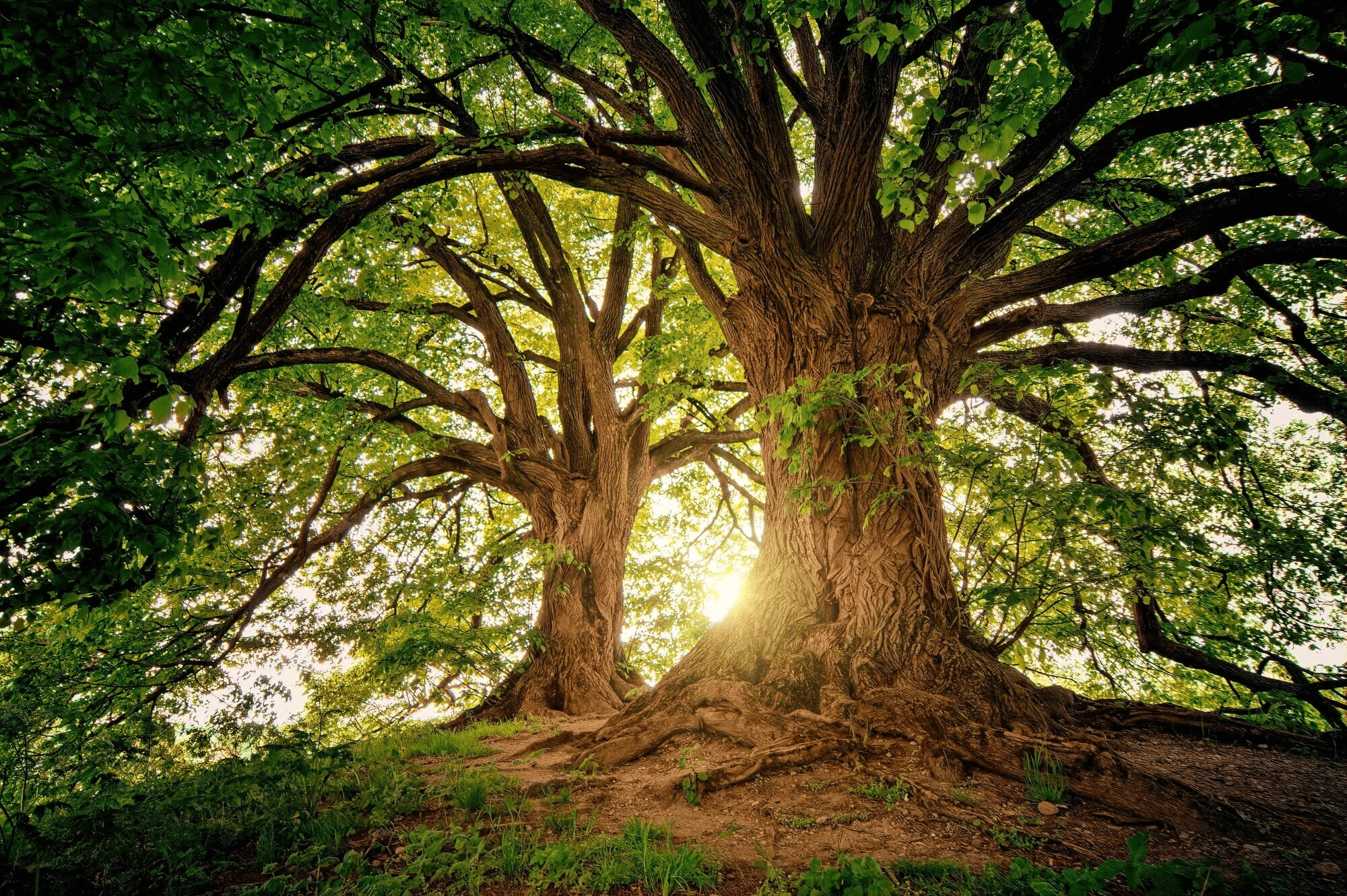 Open Sky Tree Service — Amarillo, TX
