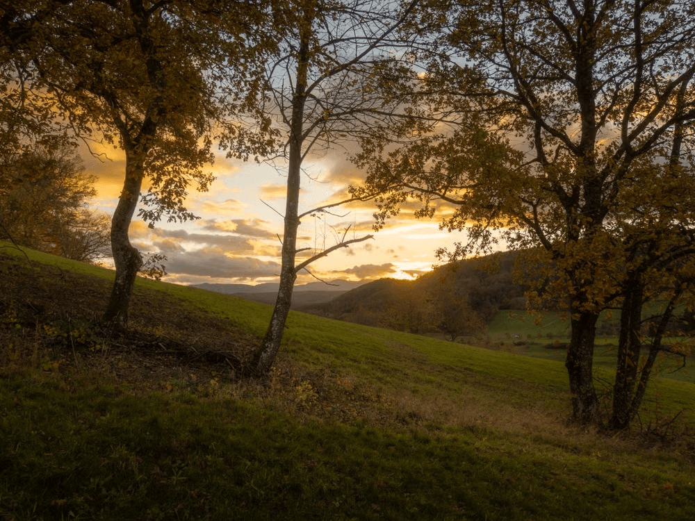 Tree services in Amarillo, TX