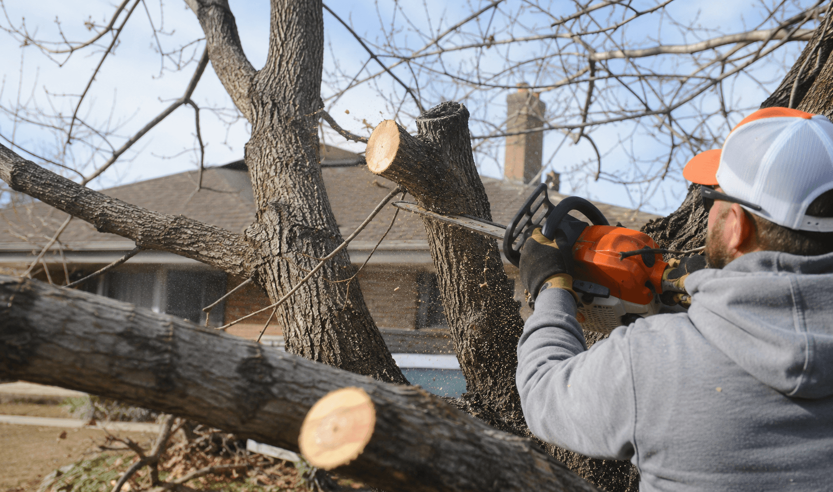 Tree trimming mistakes that cost Amarillo homeowners money