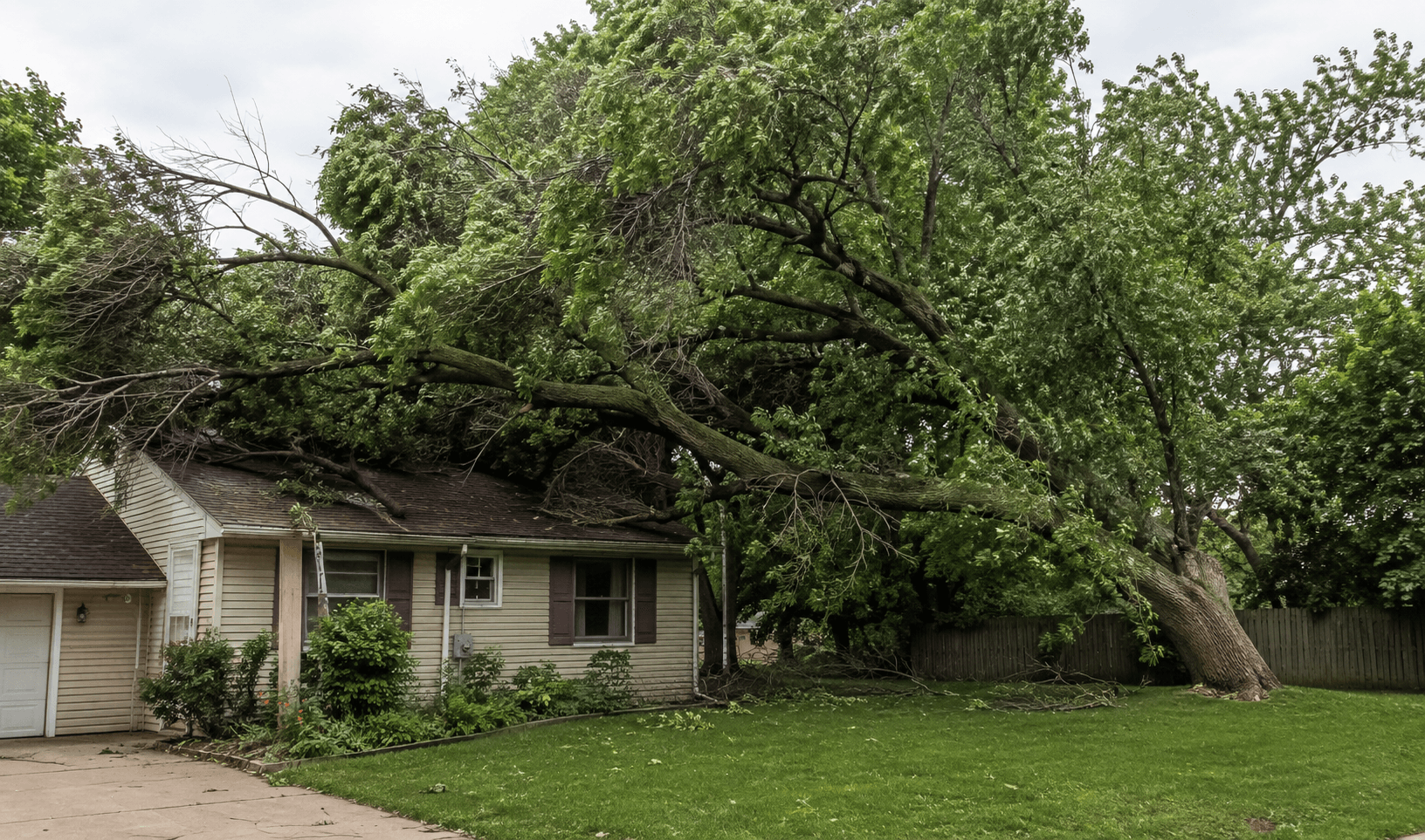 Overgrown tree with large untrimmed branches extending over a residential home, showing what happens if you never trim your trees.