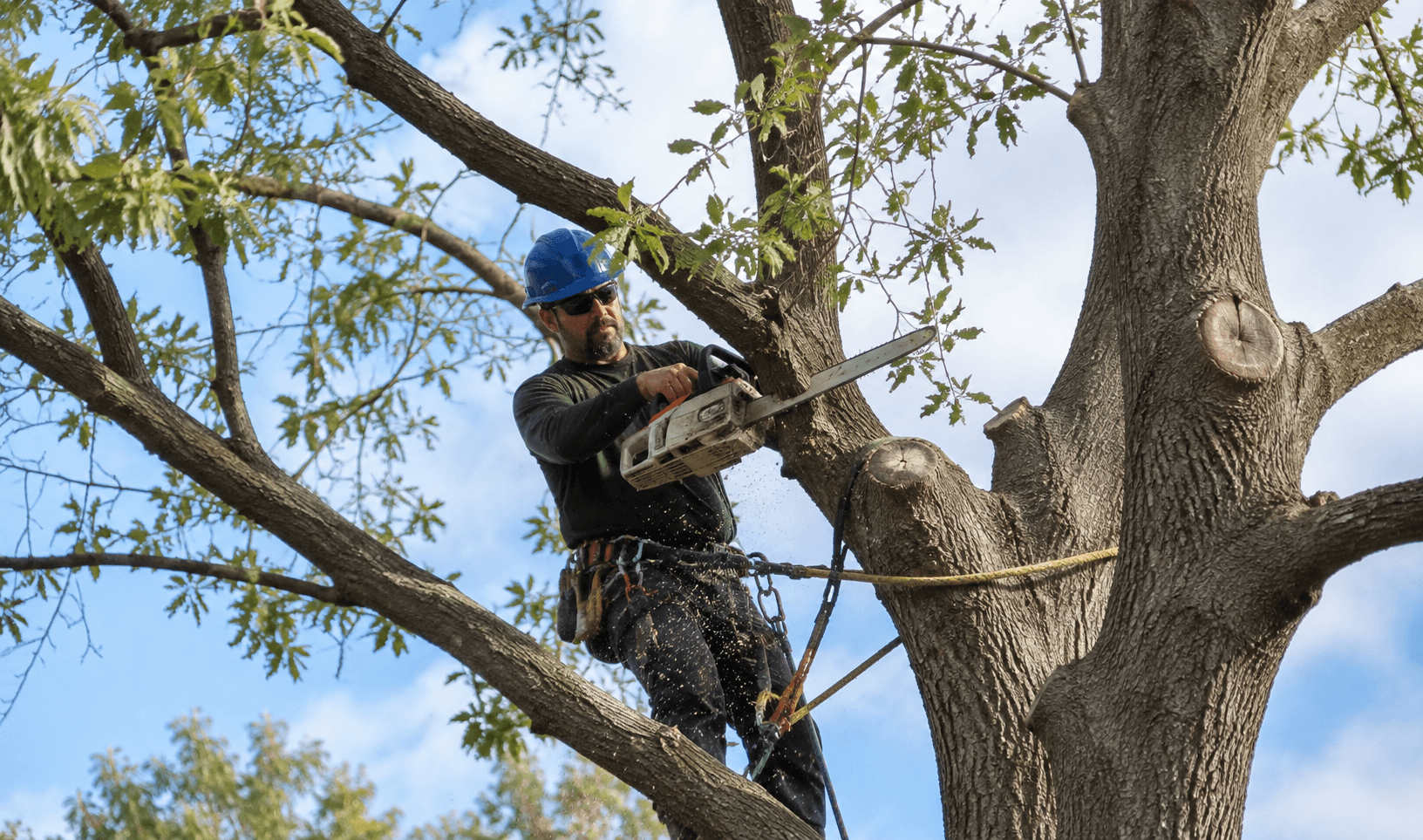 Professional arborist trimming large tree branches in Amarillo, TX after identifying signs your Amarillo tree needs trimming right now.