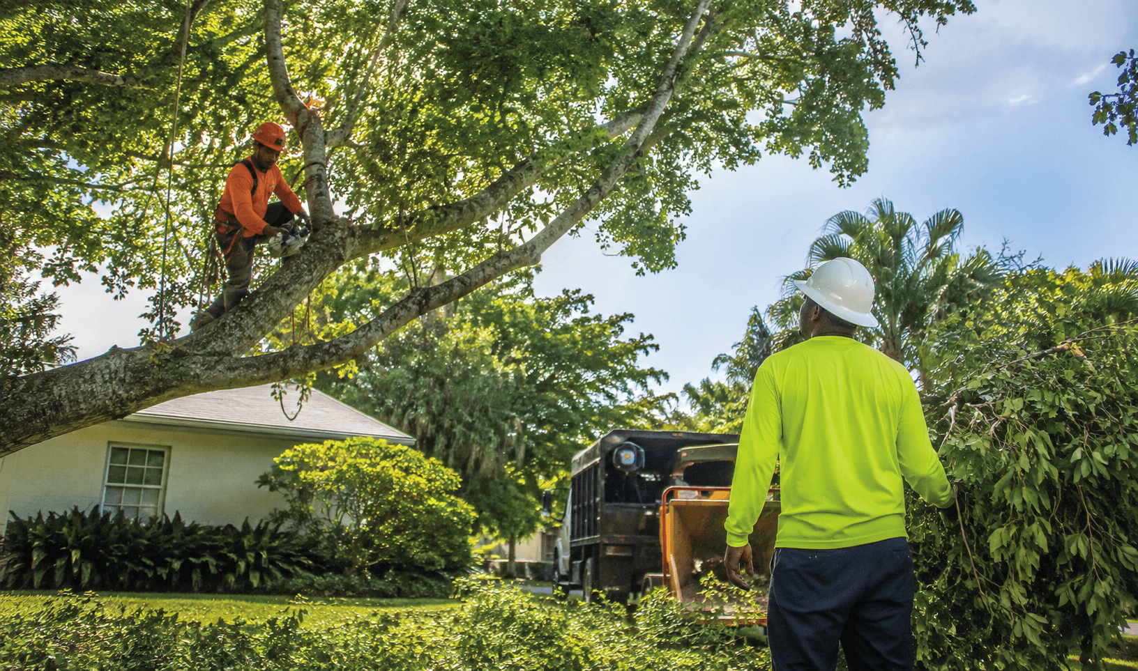 Professional tree trimming visit with an arborist safely trimming branches from a residential tree